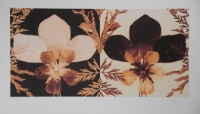 Flowers of Mount Hermon