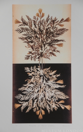 Flowers of Mount Carmel