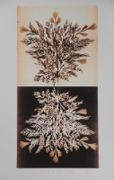 Flowers of Mount Carmel