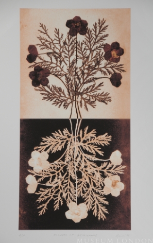 Flowers of Gethsemane