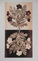 Flowers of Gethsemane