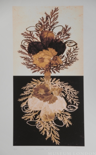 Flowers of Jerusalem