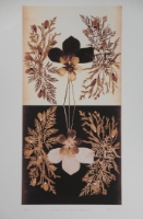 Flowers of Mount Hermon