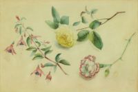 Yellow Rose, Fuchsia and Wine and White Carnation