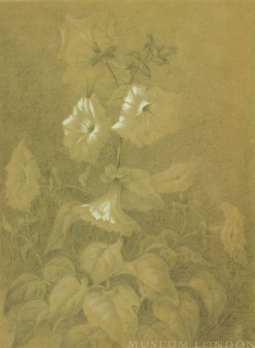 Morning Glories