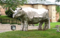 WHITE RHINO