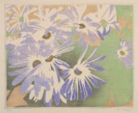 CINERARIA