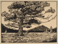 WINDBLOWN FIR