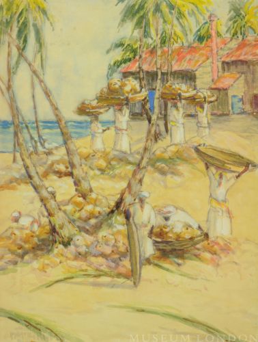 HARVESTING COCONUTS - JAMAICA, BRITISH WEST INDIES