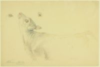 CALF
