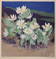 NORTHERN BLOODROOT