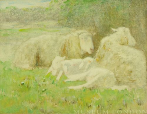 SHEEP RESTING