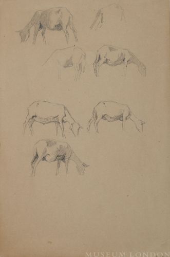 STUDY OF GOATS
