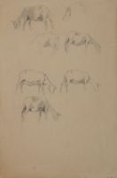 STUDY OF GOATS