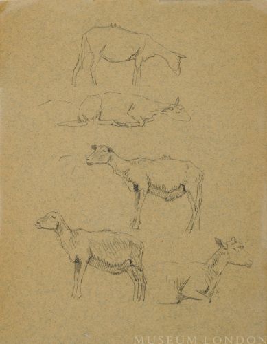 STUDY OF GOATS