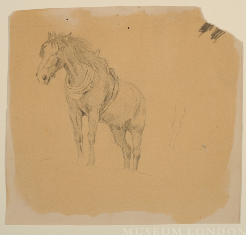 STUDY OF A HORSE