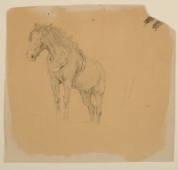 STUDY OF A HORSE