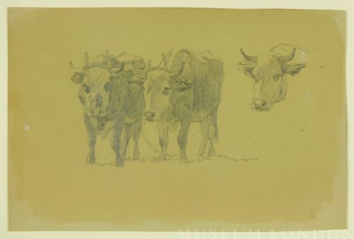 STUDY OF OXEN IN YOKE