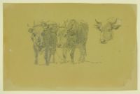 STUDY OF OXEN IN YOKE
