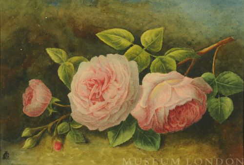PINK ROSES