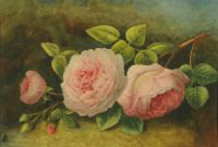 PINK ROSES