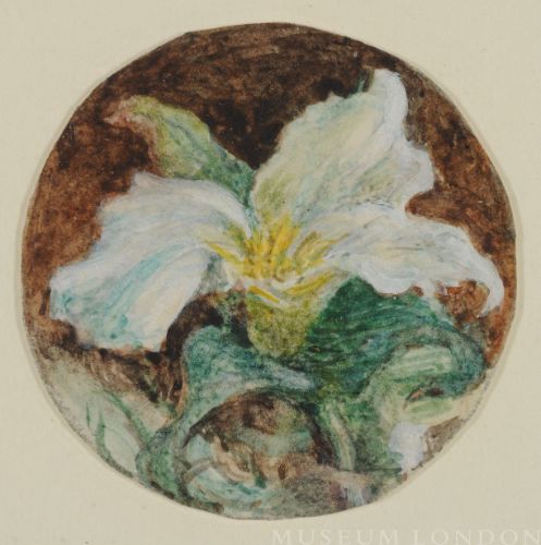 WHITE TRILLIUM