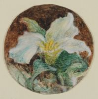 WHITE TRILLIUM