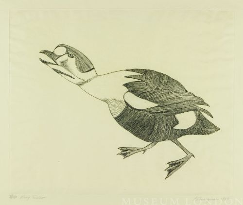 KING EIDER