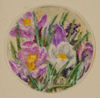 PURPLE AND WHITE CROCUS