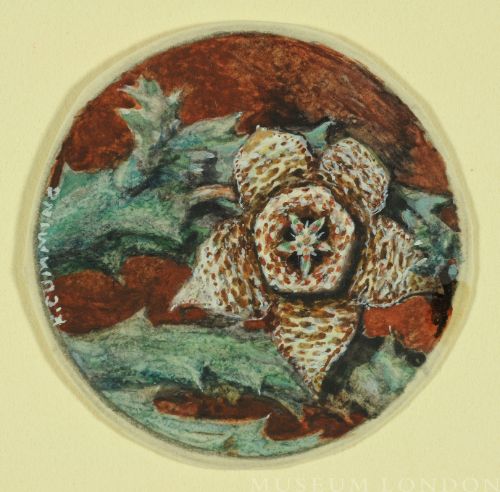 CACTUS IN FLOWER