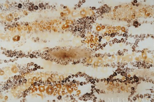 Improvisation: Sporangium