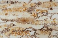 Improvisation: Sporangium