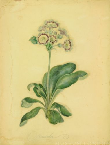 AURICULA