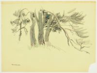 TREE STUDY
