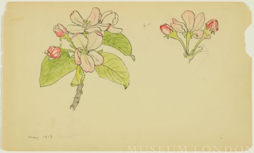 APPLE BLOSSOMS AND BUDS