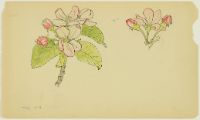 APPLE BLOSSOMS AND BUDS