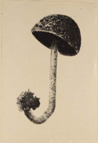 S.A. MUSHROOMS SERIES #41