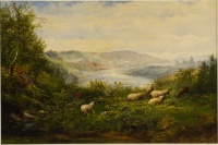 SHEEP RESTING IN A LANDSCAPE