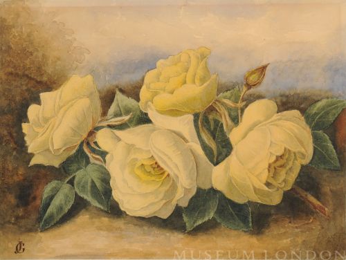 Yellow Roses
