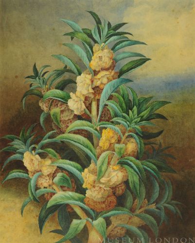 EXOTIC FOLIAGE AND BLOOMS