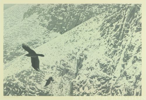 CROW AND RAVEN