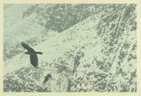 CROW AND RAVEN
