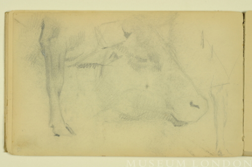 PAUL PEEL SKETCHBOOK: STUDIES OF A COW'S HEAD AND LEG