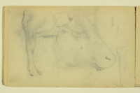 PAUL PEEL SKETCHBOOK: STUDIES OF A COW'S HEAD AND LEG