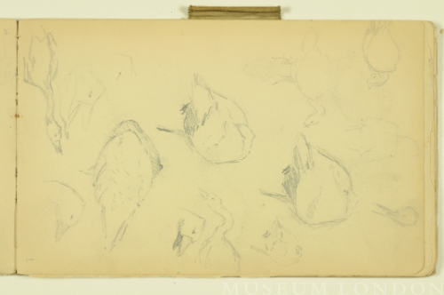 PAUL PEEL SKETCHBOOK: STUDIES OF GEESE