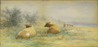 COWS RESTING