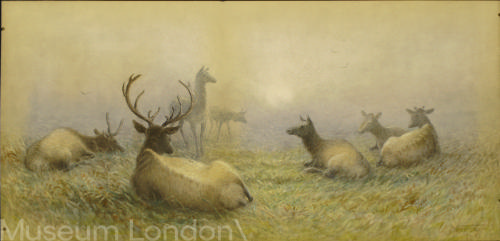 ELK RESTING