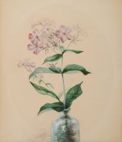PHLOX IN A BOTTLE