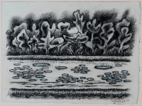 Water Lilies, Springbank Park