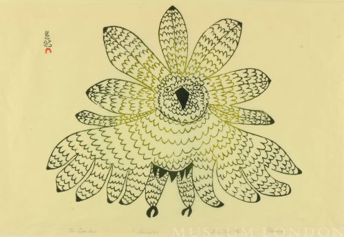 THE LITTLE OWL